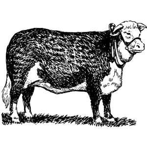   Badge Style Fridge Magnet Line Drawing Hereford Bull