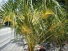 2012 MB Palms Rare Palm of the Month Club Membership