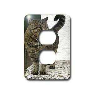  Cats   Cat   Light Switch Covers   2 plug outlet cover 