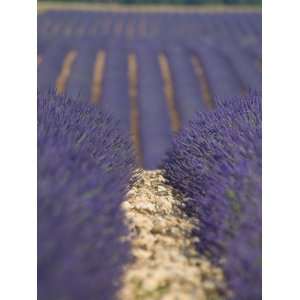  De Haute Provence, Valensole, Lavendar Fields, Provence Alpes Cote D 