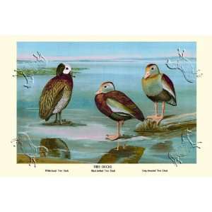  Tree Ducks by Louis Agassiz Fuertes. Size 26.50 X 17.75 