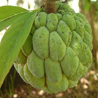   SUGAR APPLE, SWEETSOP, Easy to Grow Tropical Fruit Tree ~SEEDS~  