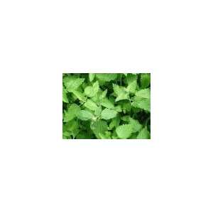  Todds Seeds   Herb  Catnip Herb Seed, Sold by the Pound 