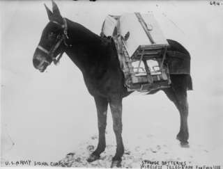 1900s photo Pack mule of U.S. Army Signal Corps  
