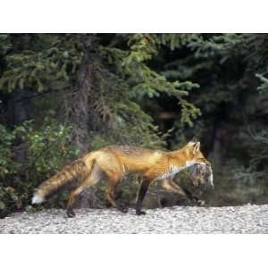 Red Fox (Vulpes Vulpes) with Ground Squirrel Prey in its Mouth, North 
