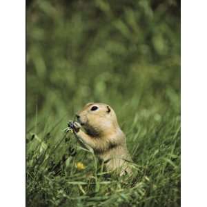  A Ground Squirrel Eats Wildflowers in Riding Mountain 