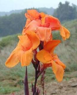 Wyoming Canna 2 Roots   Salmon Blooms  