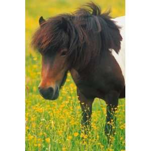   Ravensburger Horses 54 piece Mini Puzzle Pinto in Grass: Toys & Games