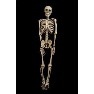  Halloween Barney Skeleton Anatomical Prop 