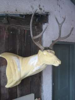   RACK antlers whitetail moose elk taxidermy mount sheds cape  