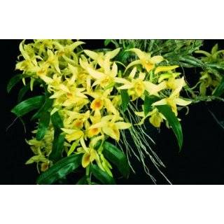  Best Sellers best Dendrobium Orchid Plants