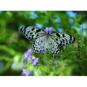  Rice Paper Butterfly, Idea Leuconoe, Drinks Nectar from Purple 