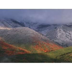  Red Maples and Fall Snowstorm near Midway, Utah, USA Art 