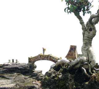 Amazing Bonsai Tree w/ Stone Sculpture Real Old Live  