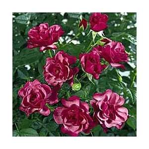  Sugar Plum Rose Seeds Packet: Patio, Lawn & Garden